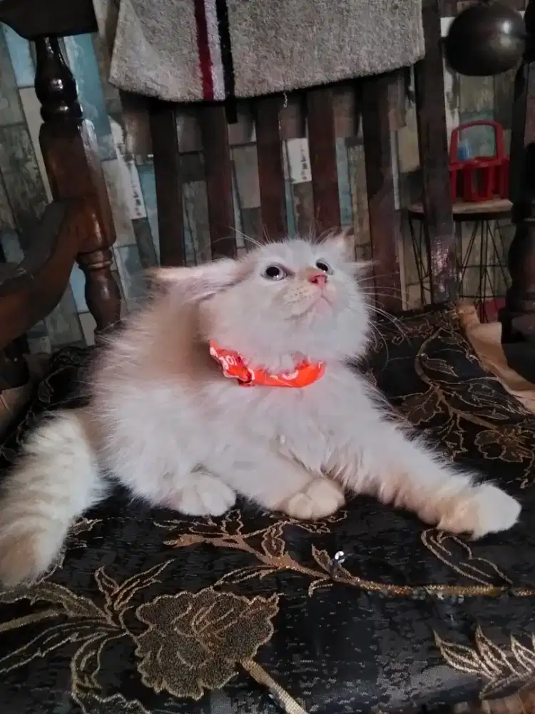 Persia Himalaya ragdol+bigbone longhair