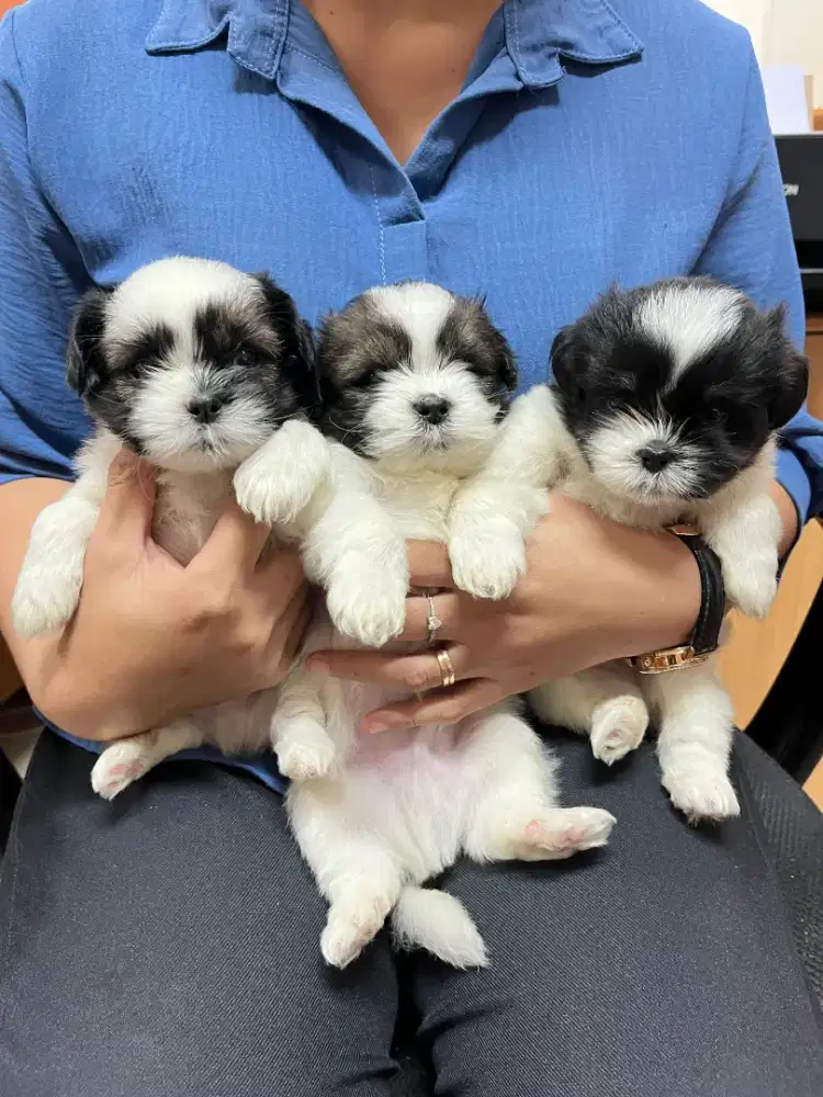 Shihtzu puppy jantan