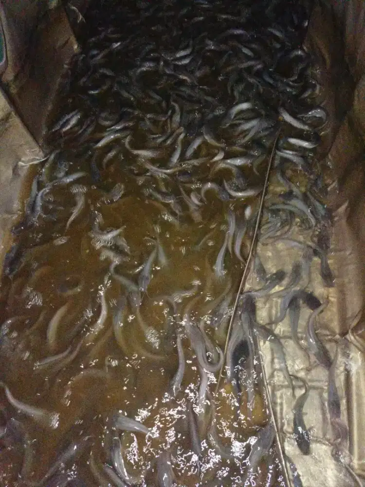 Jual lele segar konsumsi