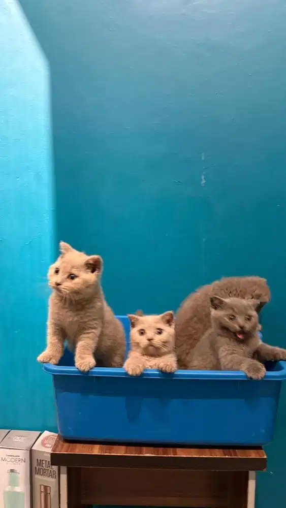 Kucing british shorthair lilac dan blue
