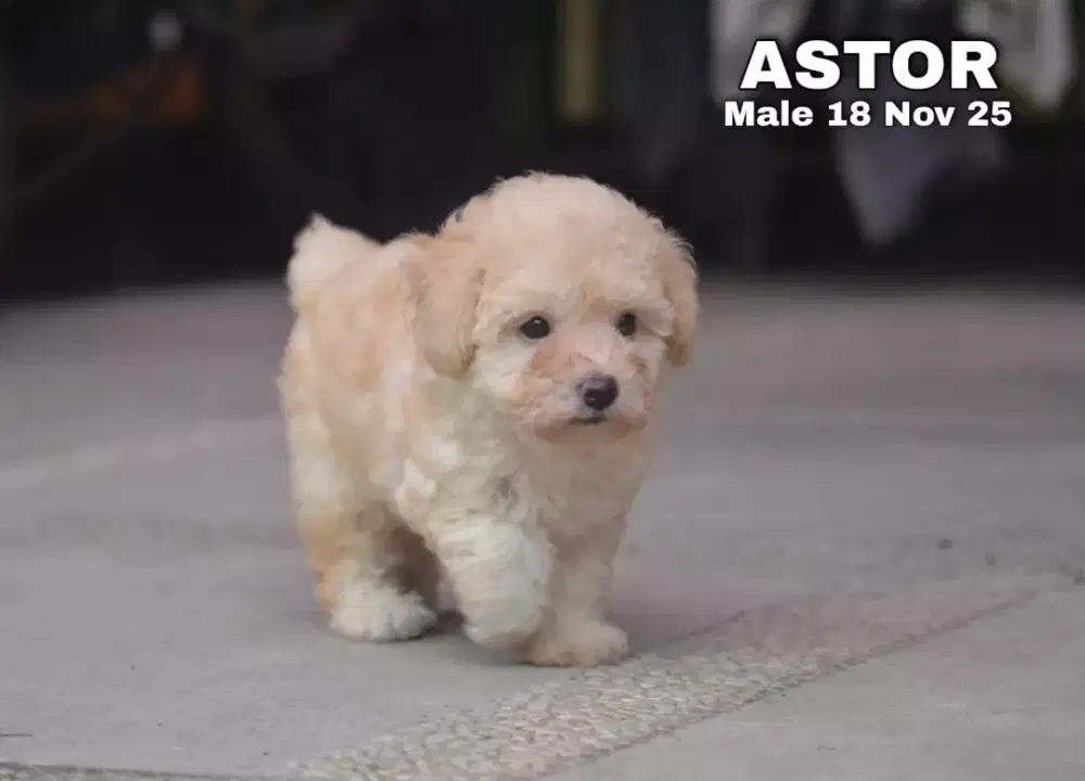 Poodle apricot jantan •ASTOR•