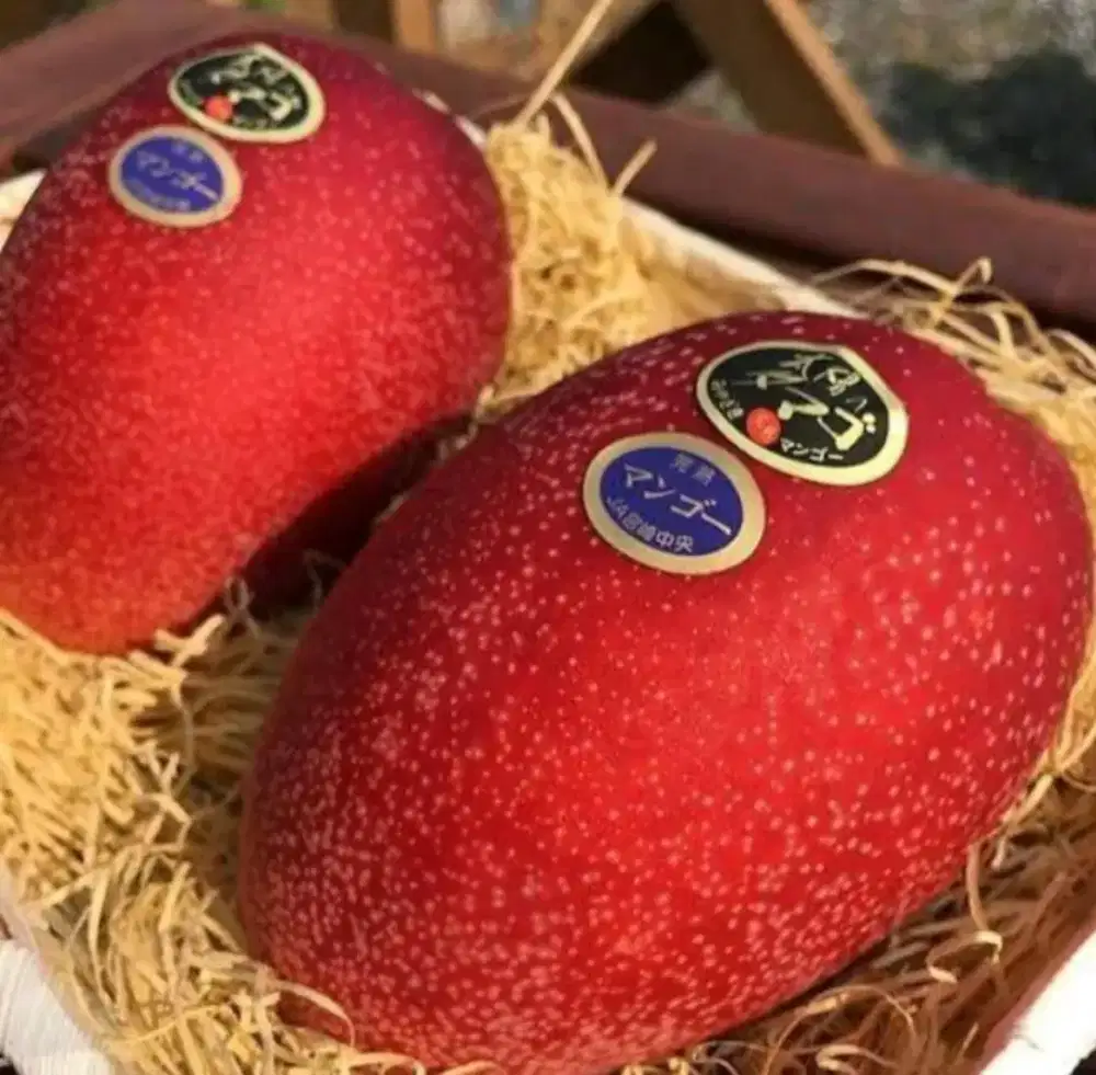 Mangga Miyazaki, mangga premium dari Jepang