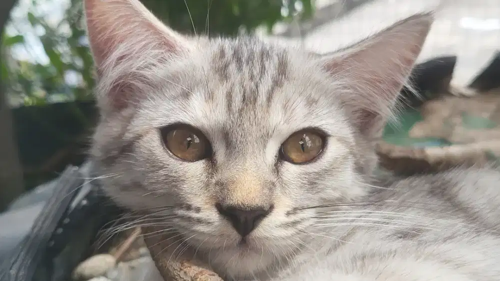 Anak Kucing Mainecoon x BSH mix