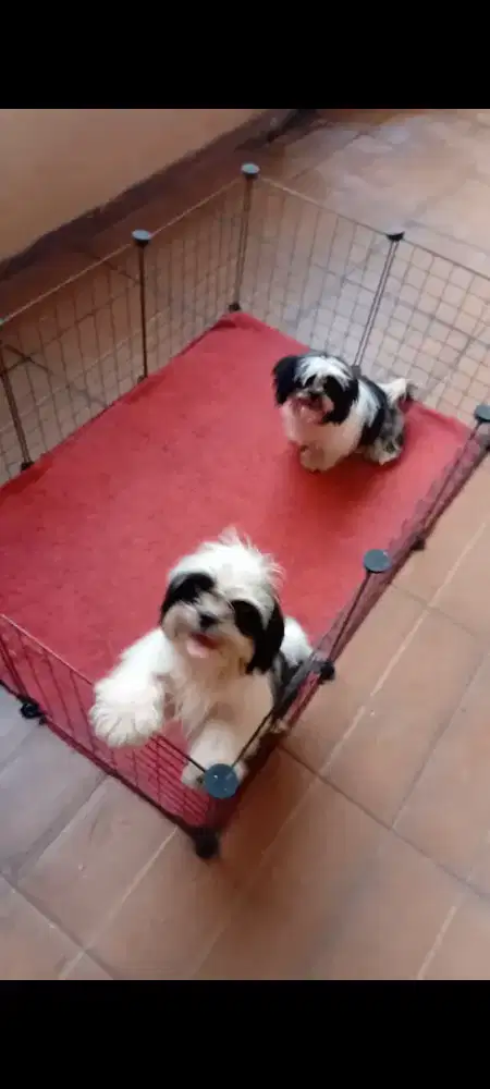 Shitzu jantan dan betina 5 bln