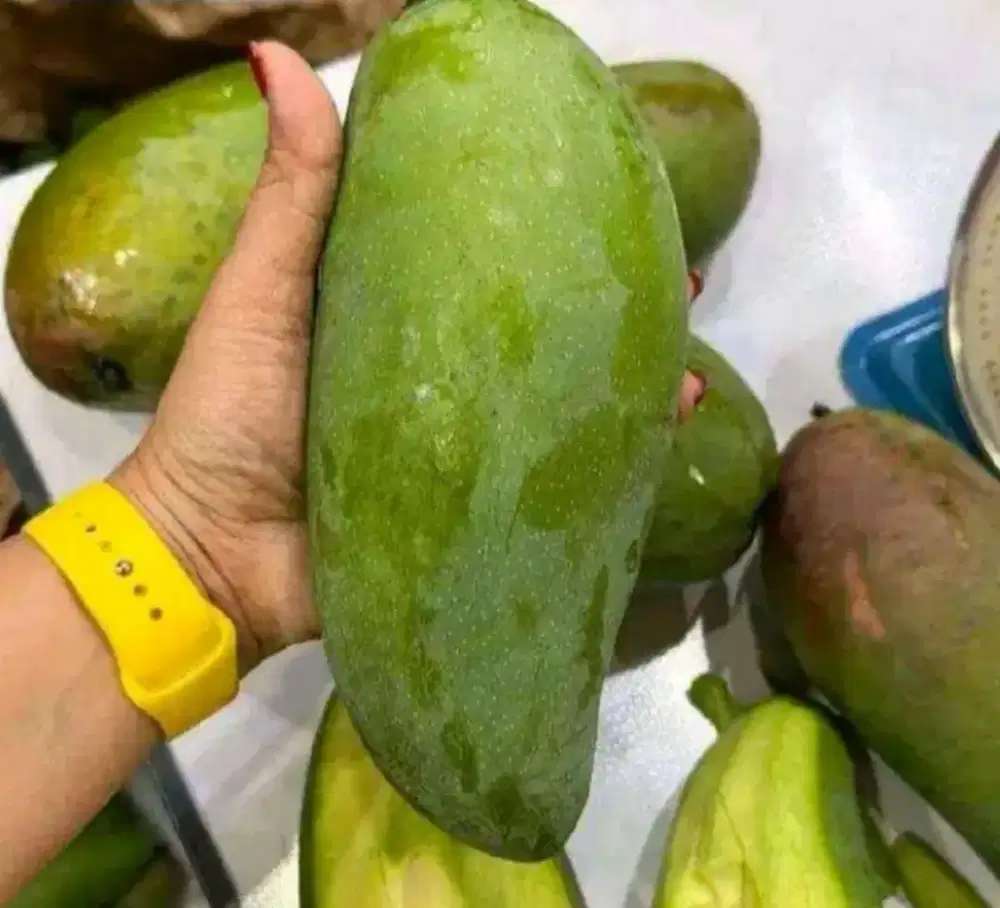 Bibit buah mangga kiojay