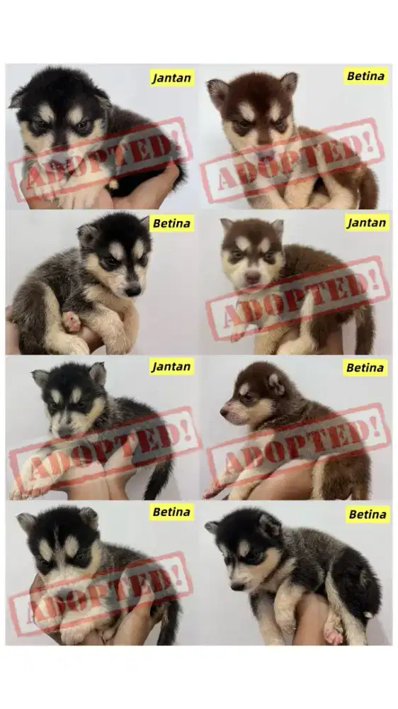 Husky Lucu Sisa 1 ekor