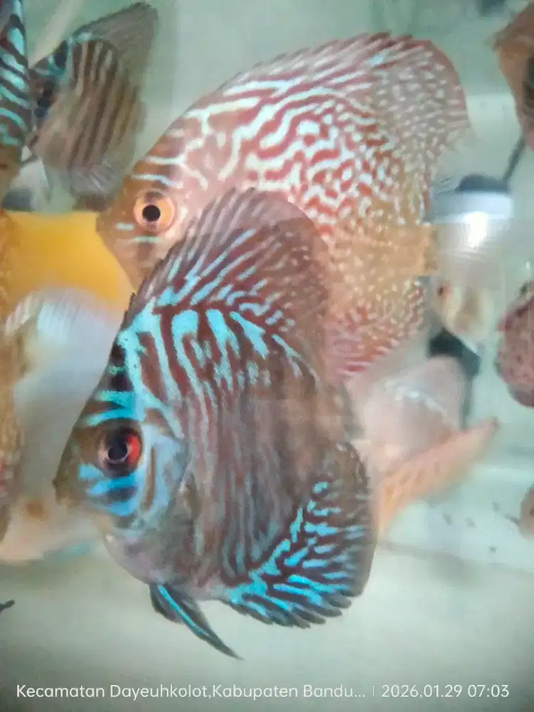 Ikan Discus jenis Tiger