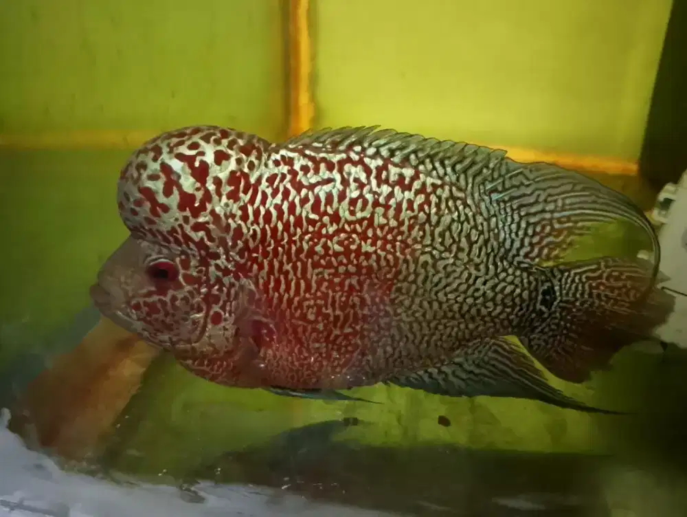 Ikan lohan 2 ekor ++