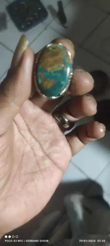 PIRUS PERSIA KOMBIMASI WARNA