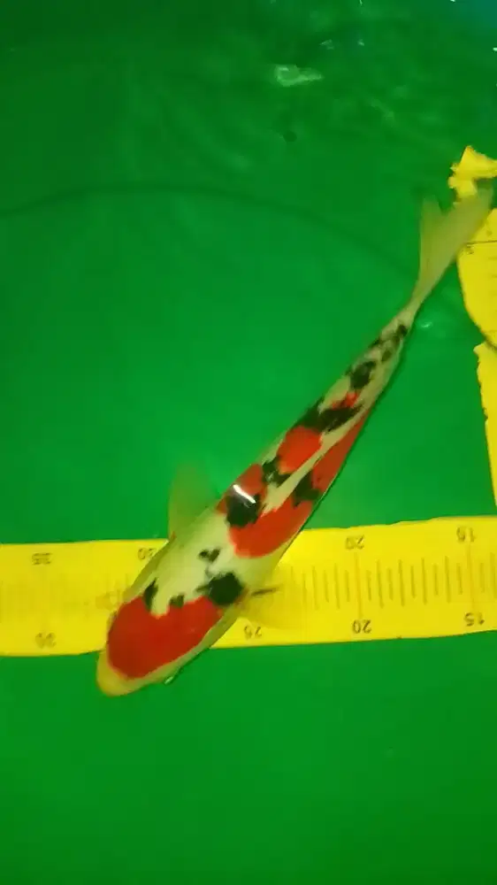 Ikan koi jenis Sanke Doitsu 28cm