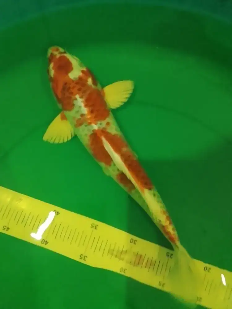 Ikan koi jenis Kujaku 35cm High quality