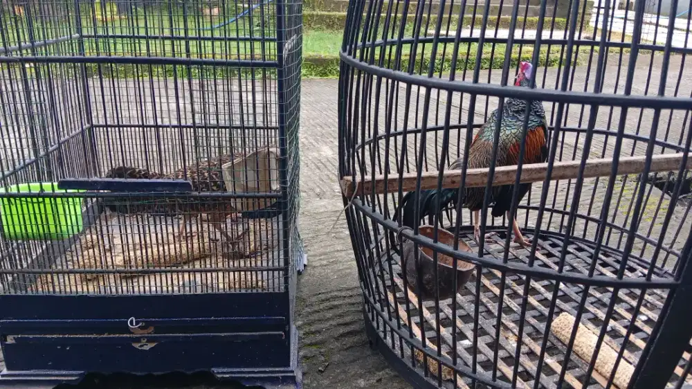 Ayam hutan hijau siap ternak