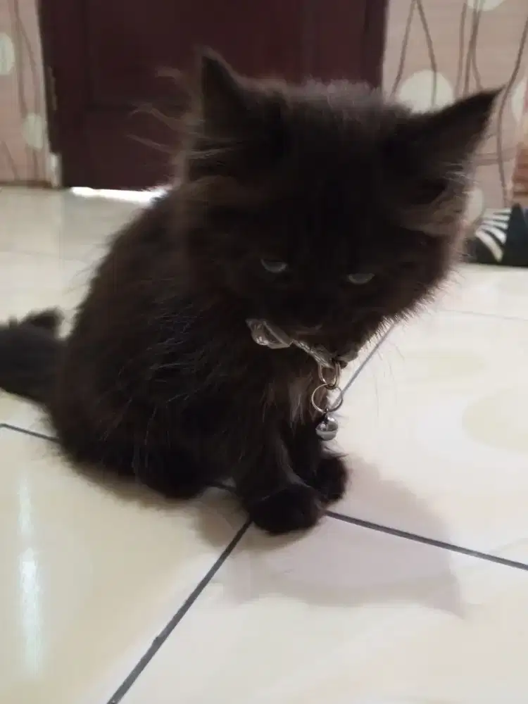 Persia kitten big bone