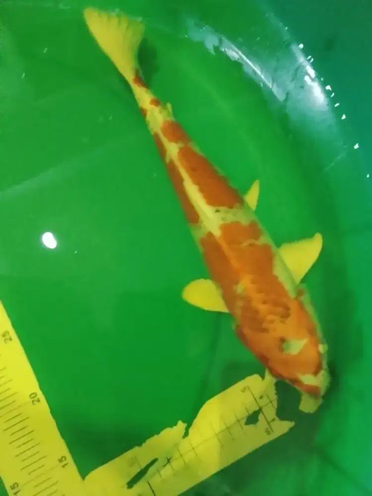 Ikan koi jenis Kujaku 33cm bagus