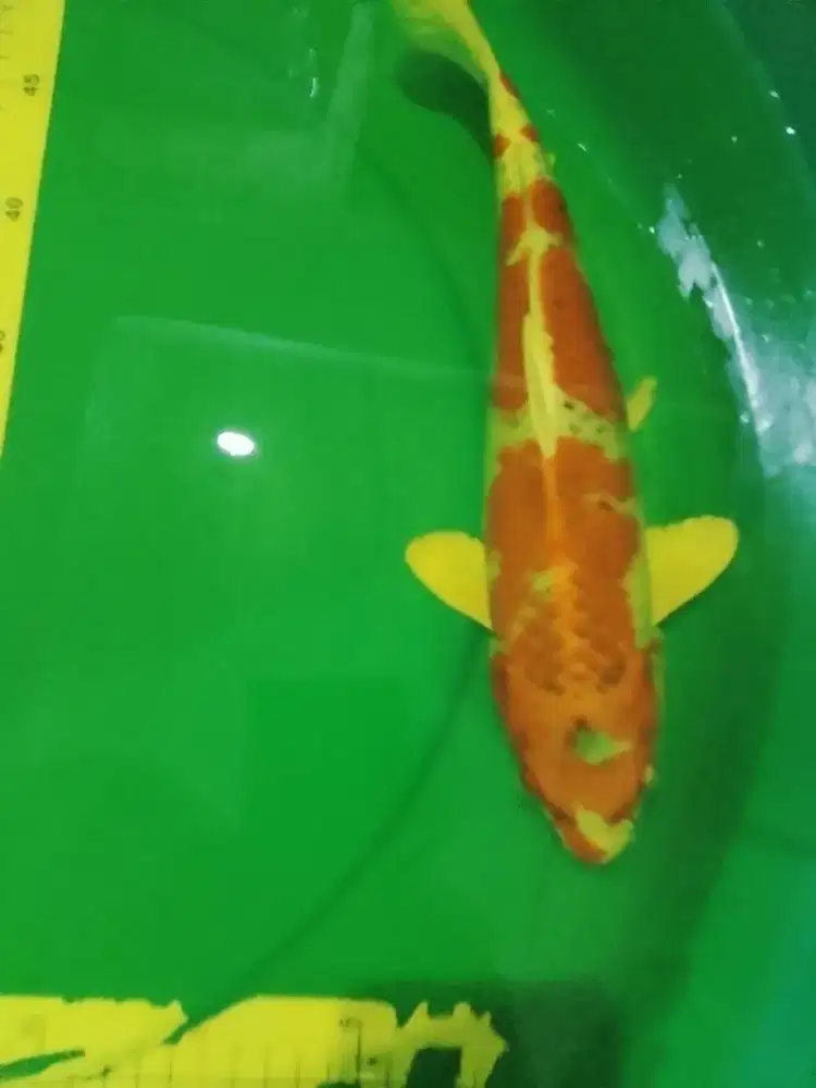 Ikan koi jenis Kujaku 33cm bagus