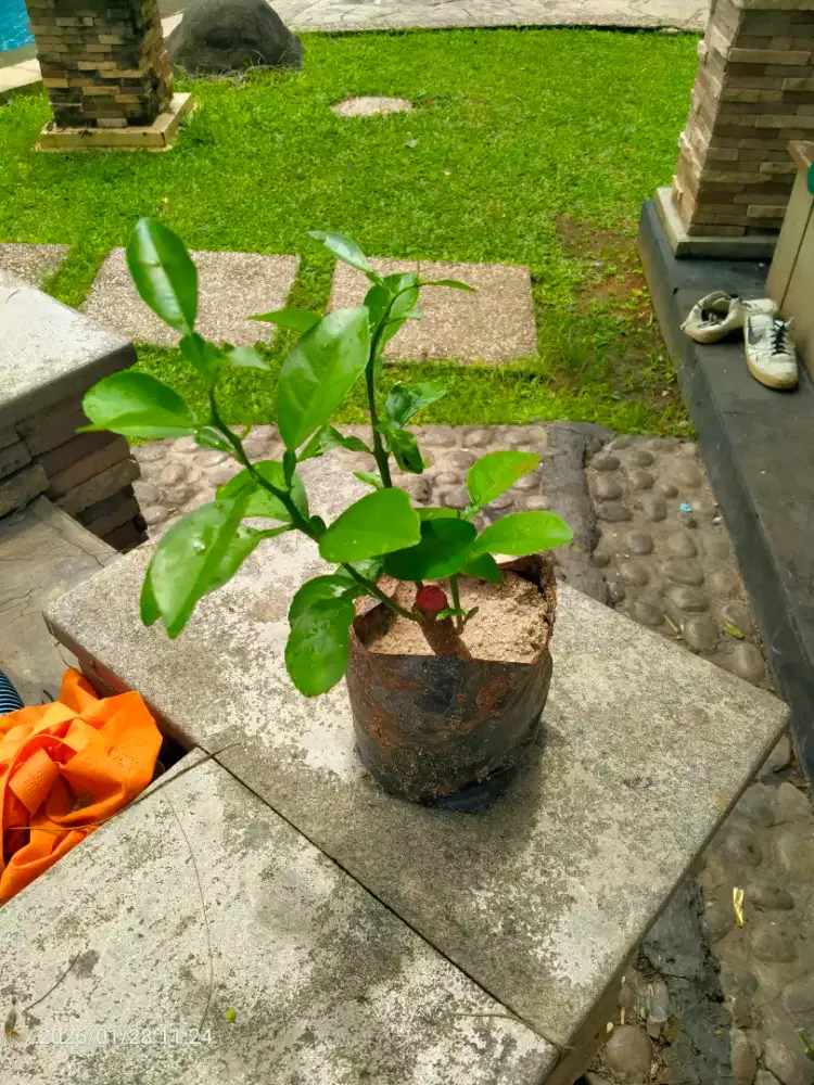 Pohon jeruk politik batang besar