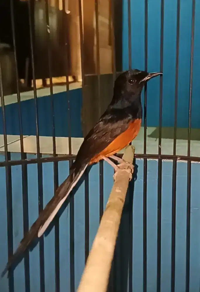 Muray Medan muda hutan