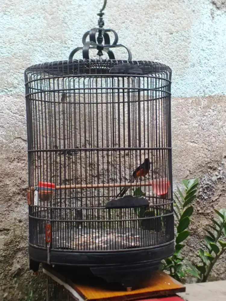 Muray Medan muda hutan