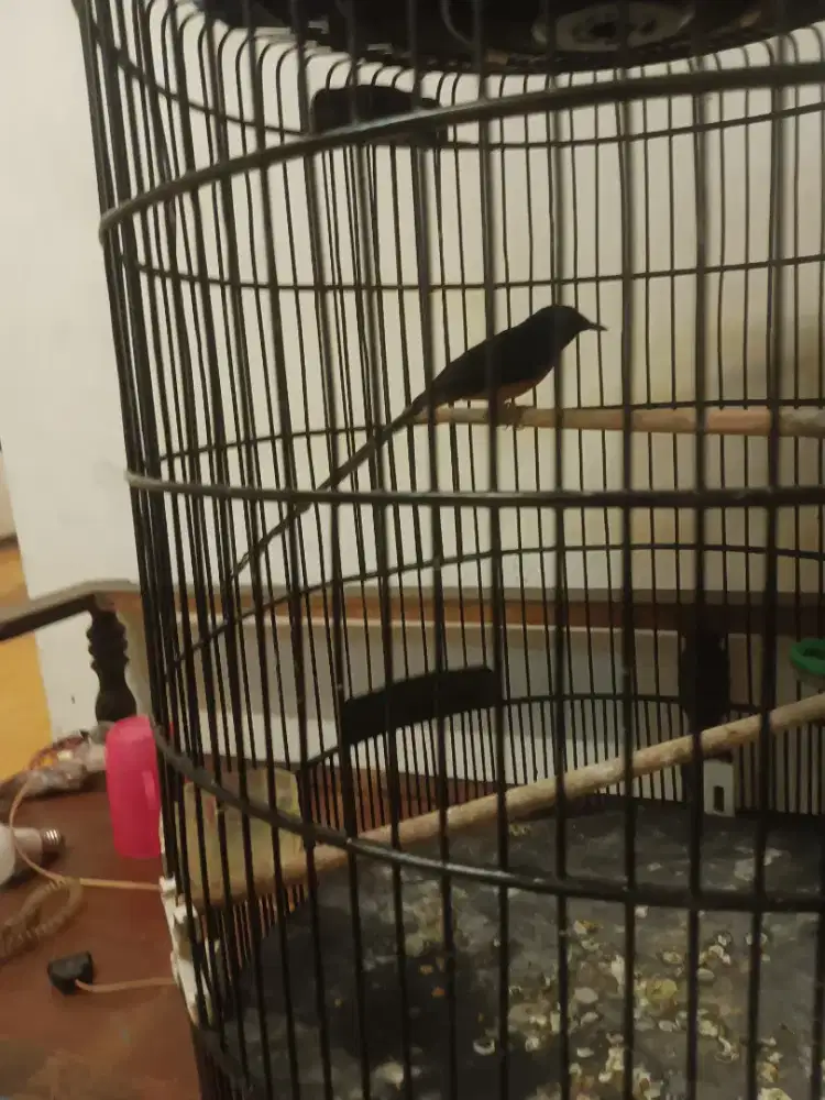 Murai batu medan super gacor ekor 22 .3urakan