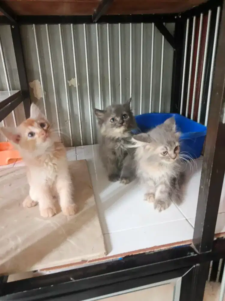 Persia jantan-betina 2,5 bulan