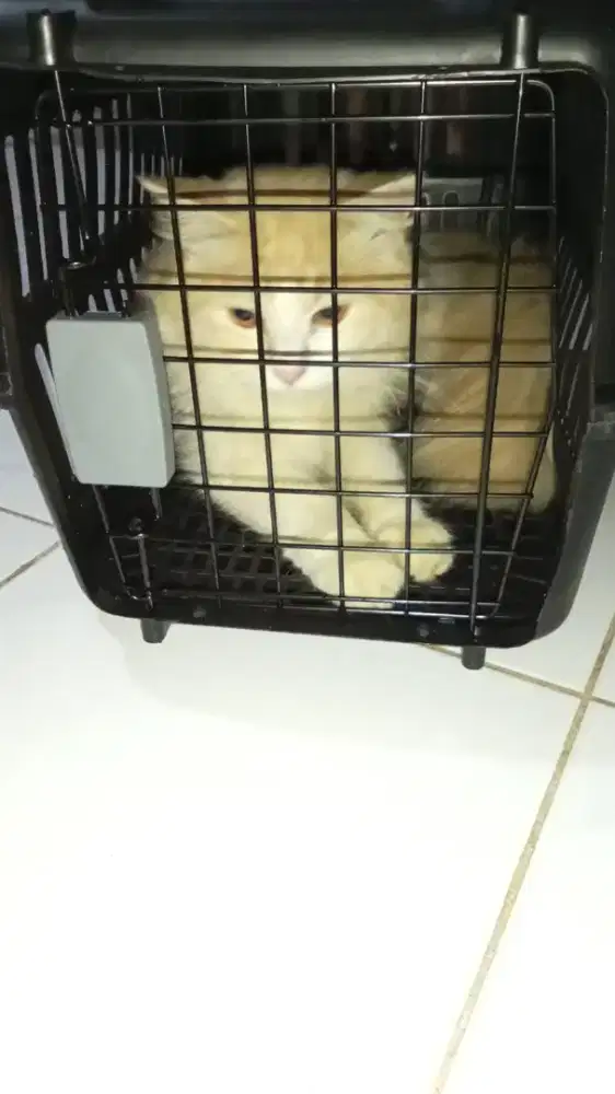Kucing persia  lucu