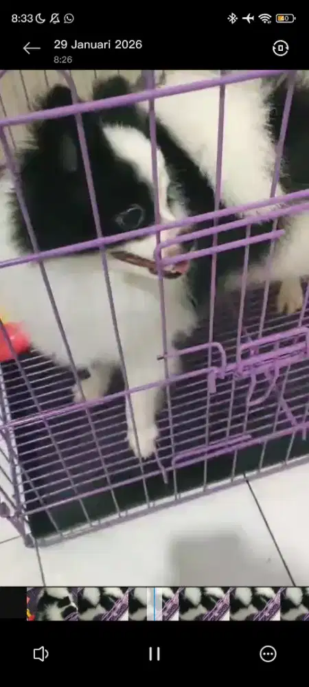 Dijual Pomeranian Jantan 1 Tahun, Sehat & Lucu Warna Panda