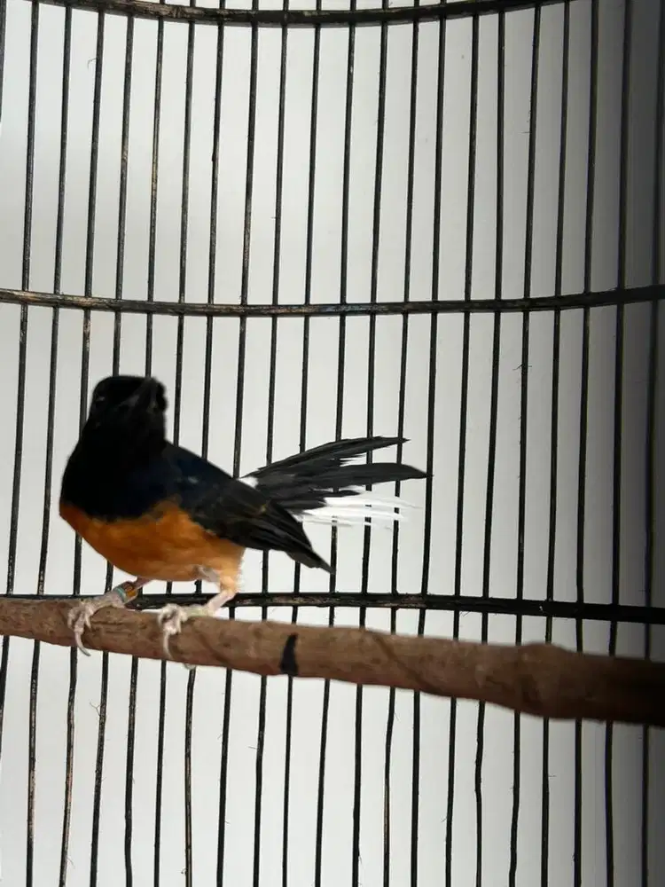 Murai betina plus sangkar