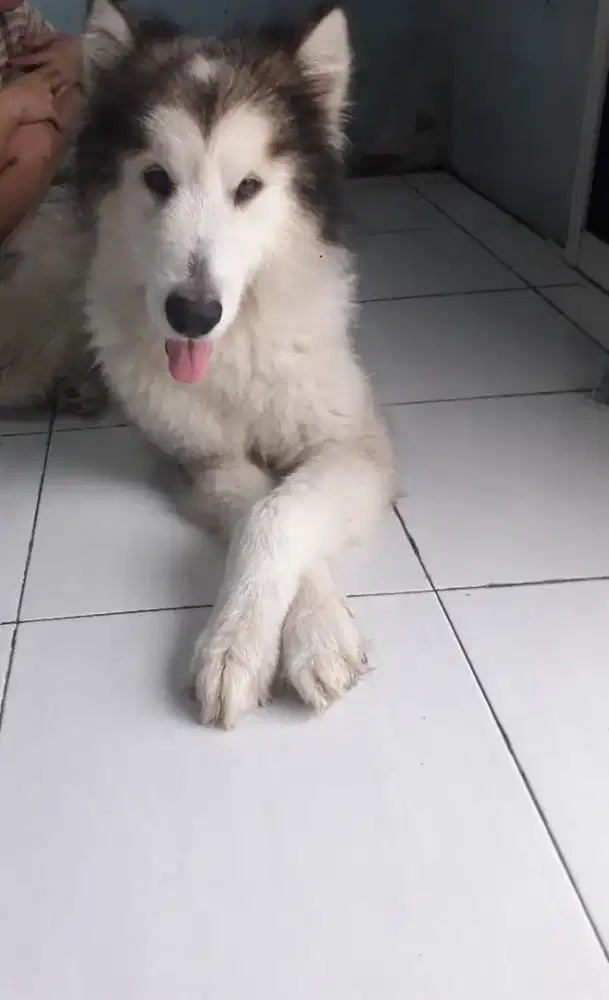 Malamute jantan+ vaksin.