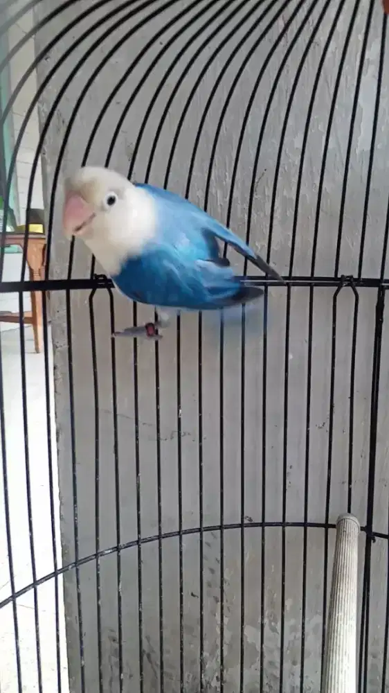 Burung Lovebird Biru