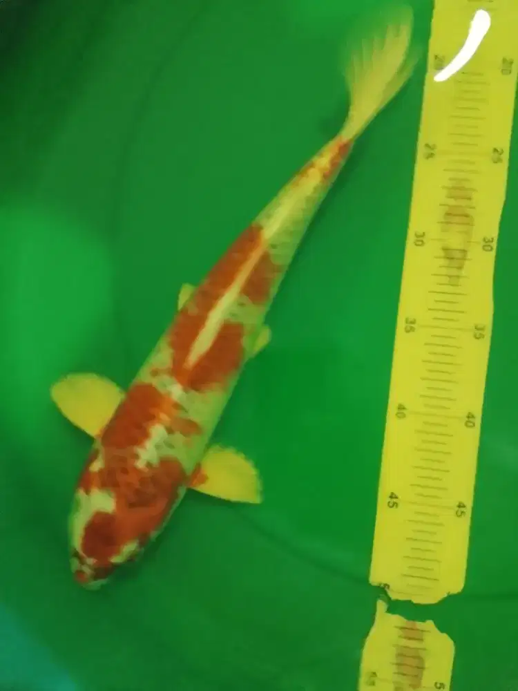 Ikan koi jenis Kujaku 35cm HQ