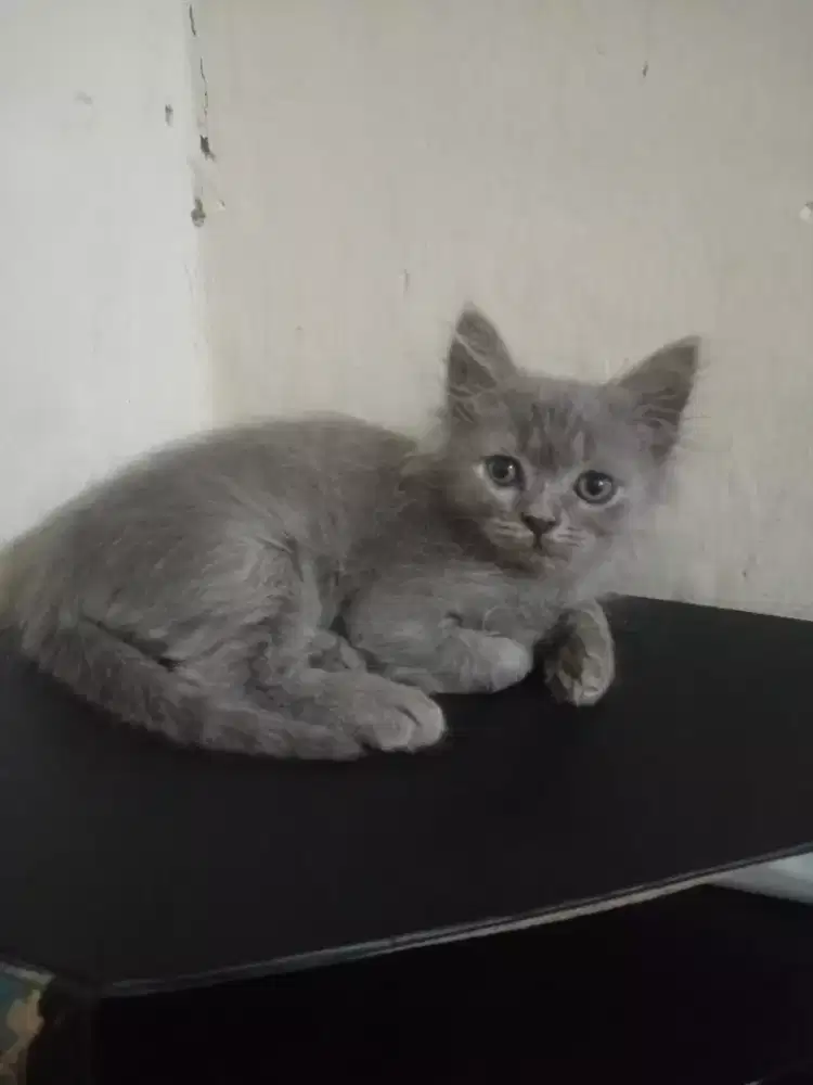 KITTEN PERSIA JANTAN DAN BETINA