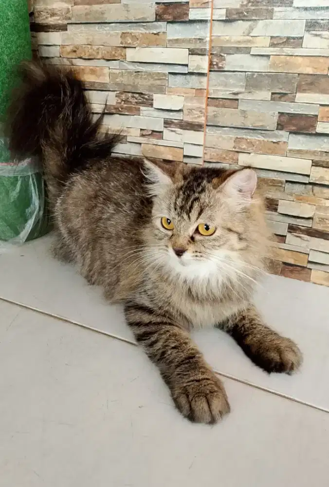 Betina Longhair 9 Bulan