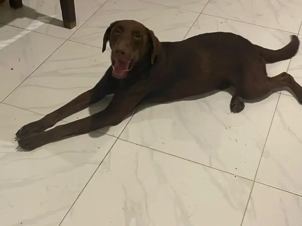 Labrador coklat Jantan