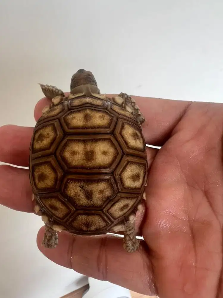 sulcata mocca 6cm