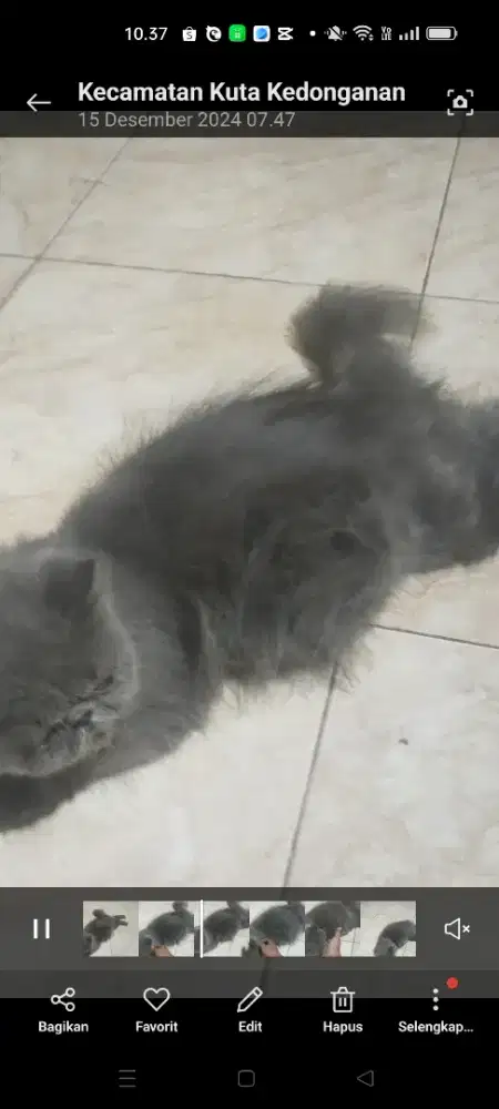 Indukan kucing pesek