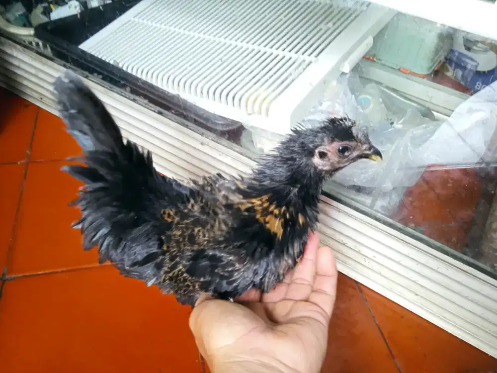 Ayam Kate betina walik blasteran cemani usia 4 bln sehat dan jinak