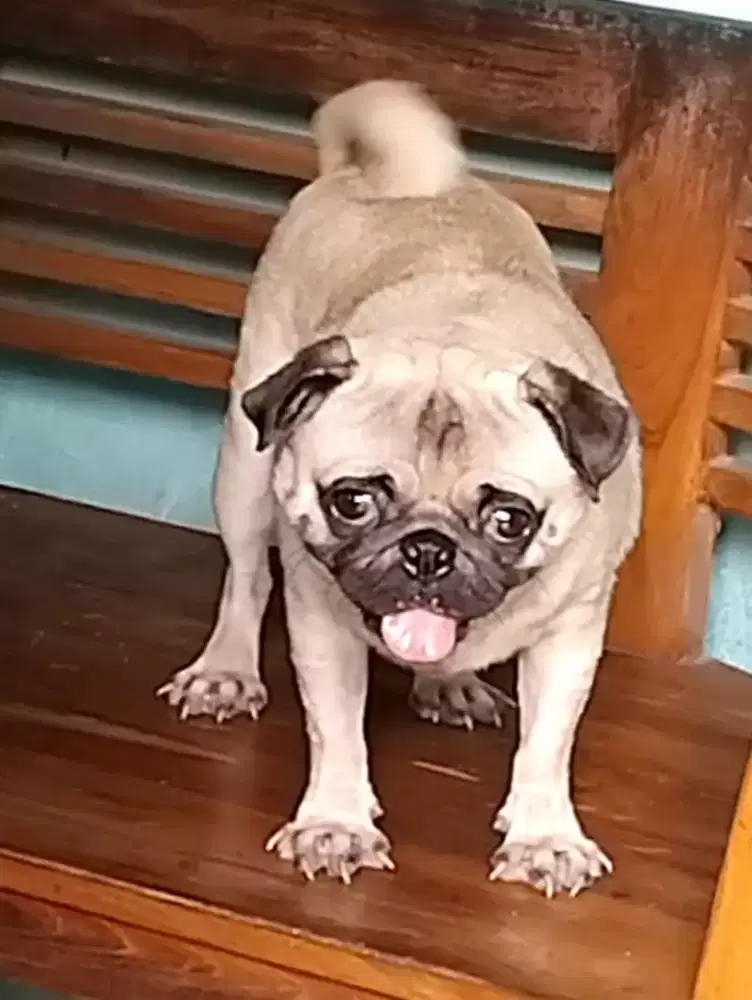 Borongan pug ( jogja)