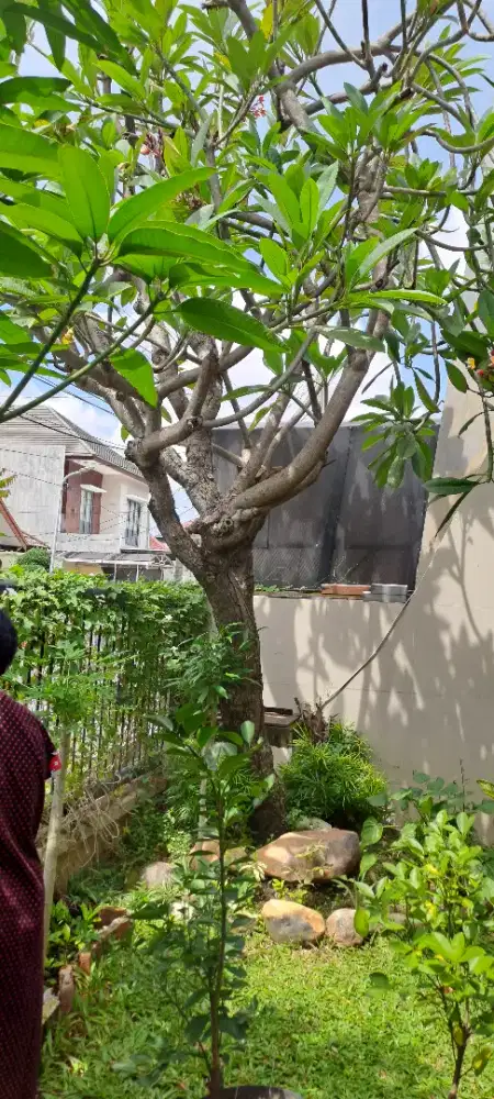 Dijual pohon kamboja