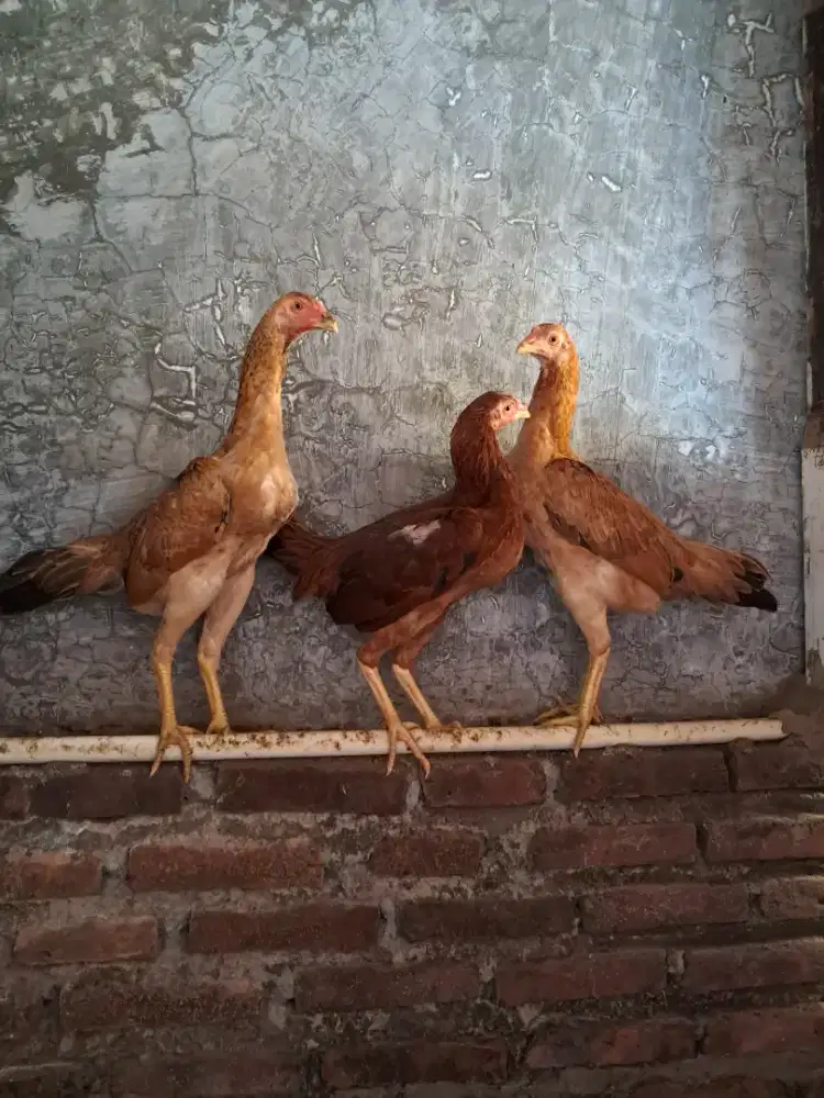 Ayam betina siapan Pama X Bangkok