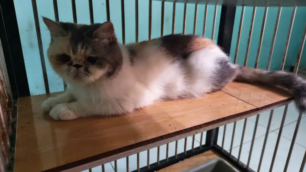 Indukan persia peaknose dilute calico shorthair