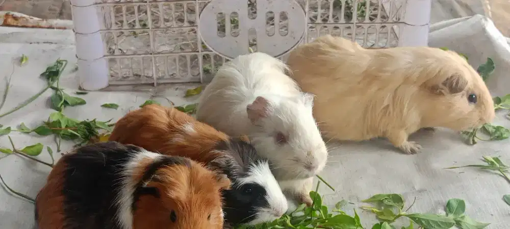 Hias murah iso bayar di rumah