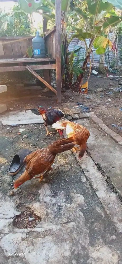 Ayam ekor lidi bgus