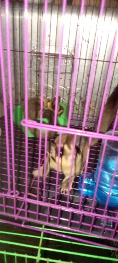 Sugar glider grey sepasang+baby