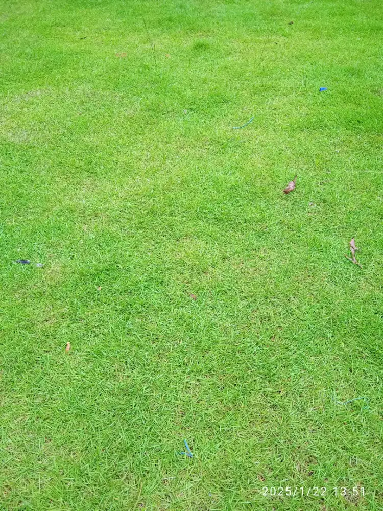 Jual rumput taman rumput peking