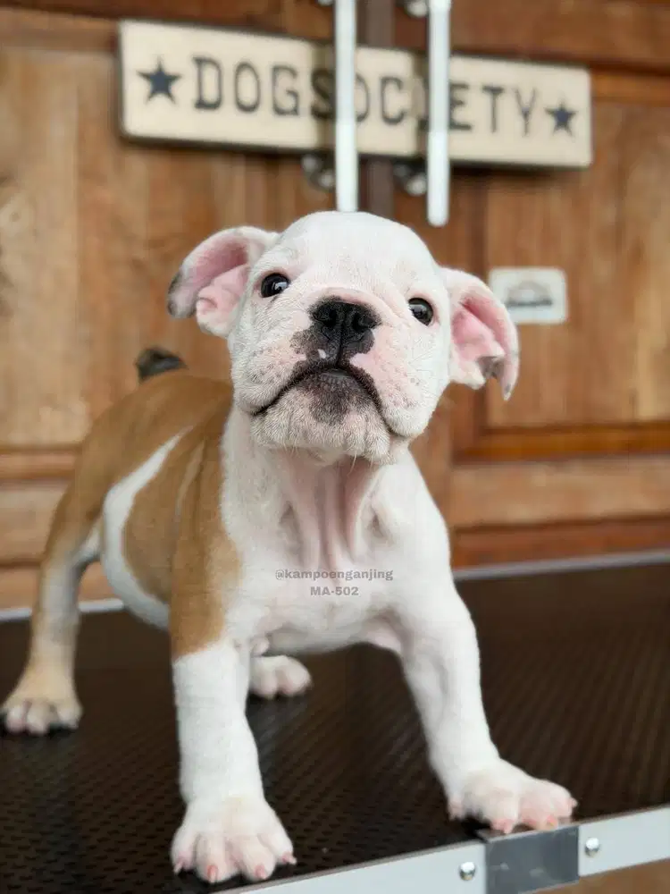 English Bulldog Puppy Imut dan Gagah