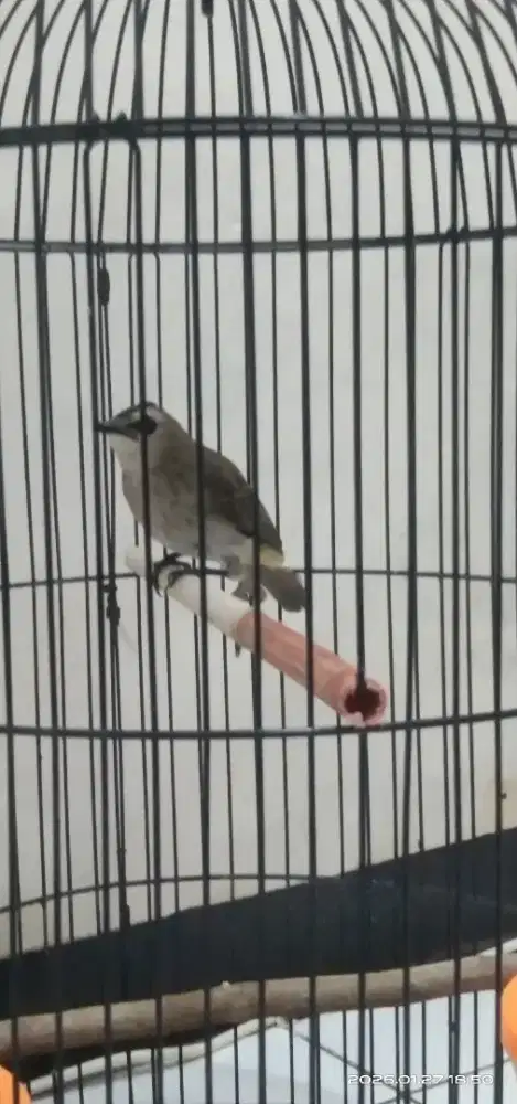 Burung trucuk+kandang