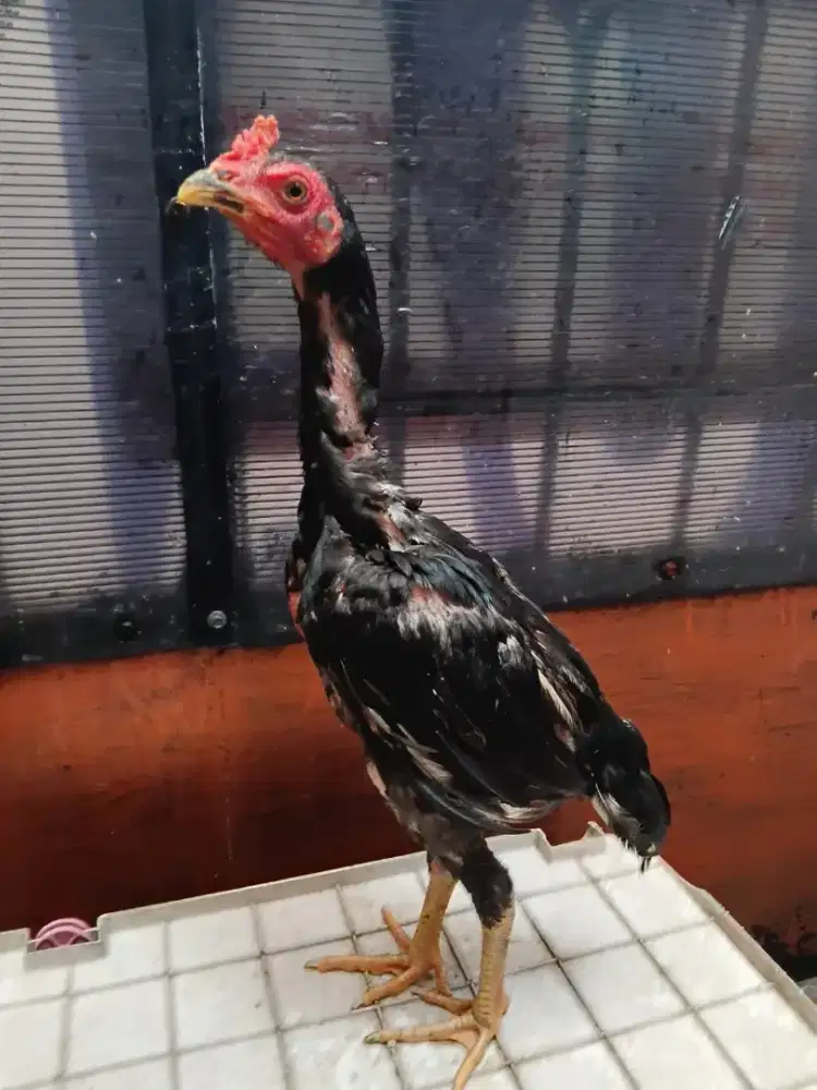 ayam bangkok,pama,mangon,pakhoy