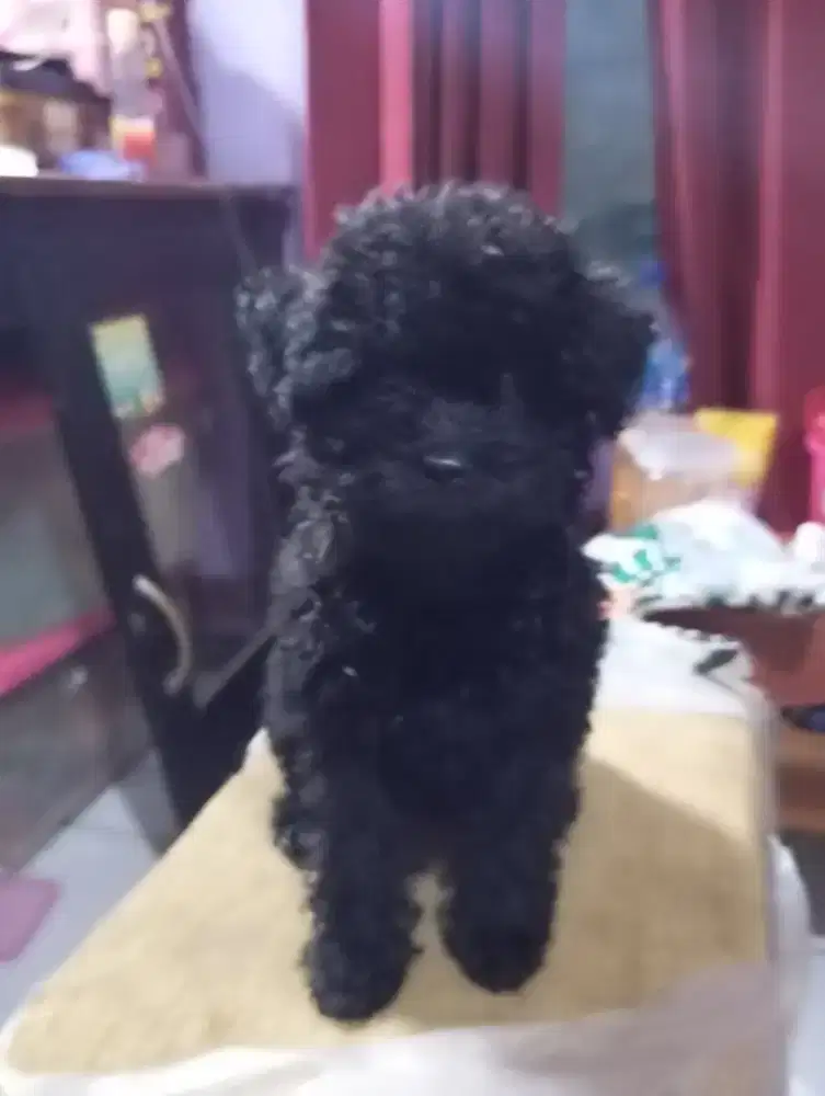Jual doggy poodle