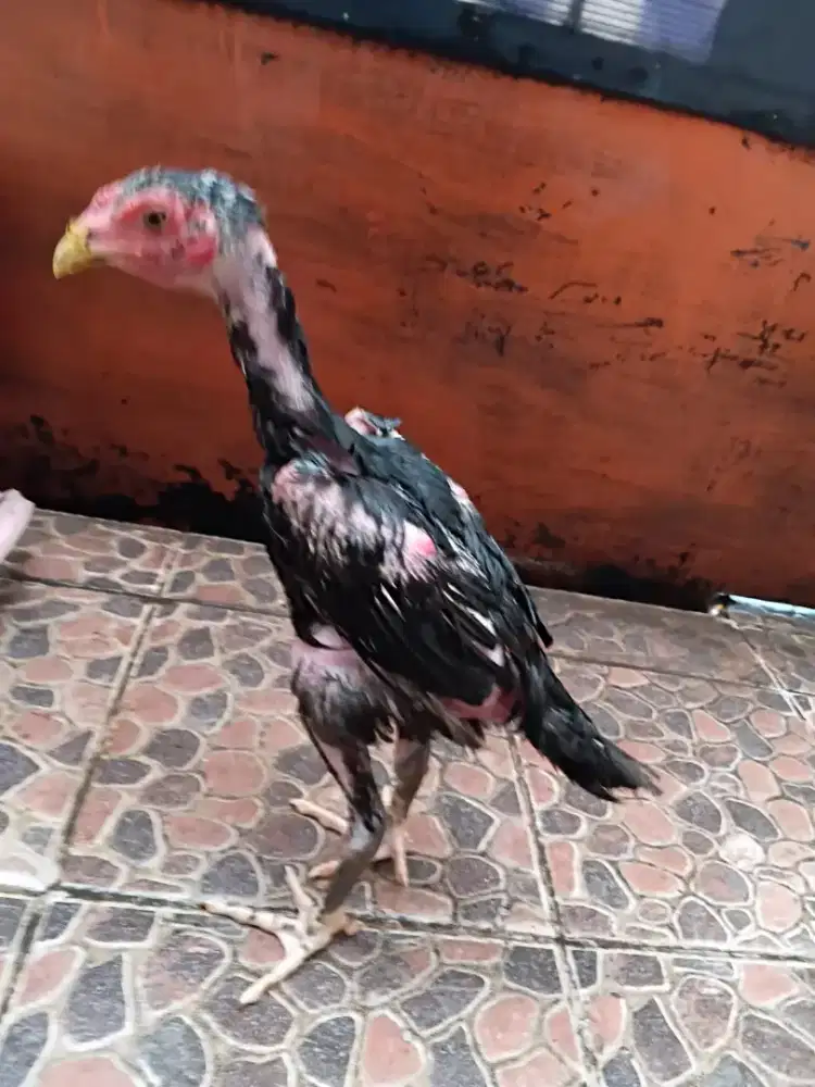 ayam bangkok,pama,mangon,pakhoy wajib liat deskripsi