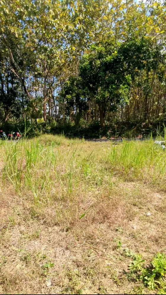 Rumah Bojonegoro Dijual Tanah Dijual di Bojonegoro Murah Pandan Agung